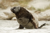Lachtan novozelandsky - Phocarctos hookeri - New Zealand sea lion - whakahao 8754